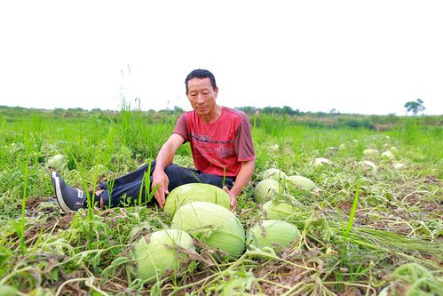 澳门研究生资料2025和把西瓜扔鱼塘喂鱼与把西瓜扔鱼塘喂鱼好吗